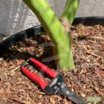 Acer palmatum 'Seiryu' - Érable du Japon