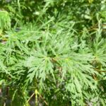 Acer palmatum 'Seiryu' - Érable du Japon