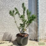 Acer palmatum 'Shishigashira' - Érable du Japon