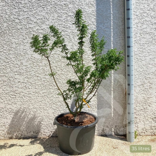 Acer palmatum 'Shishigashira' - Érable du Japon