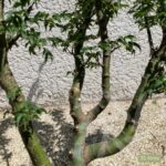 Acer palmatum 'Shishigashira' - Érable du Japon
