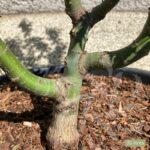 Acer palmatum 'Shishigashira' - Érable du Japon