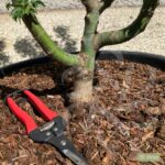 Acer palmatum 'Shishigashira' - Érable du Japon