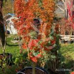 Acer palmatum 'Shishigashira' - Érable du Japon