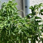 Acer palmatum 'Shishigashira' - Érable du Japon