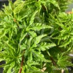 Acer palmatum 'Shishigashira' - Érable du Japon