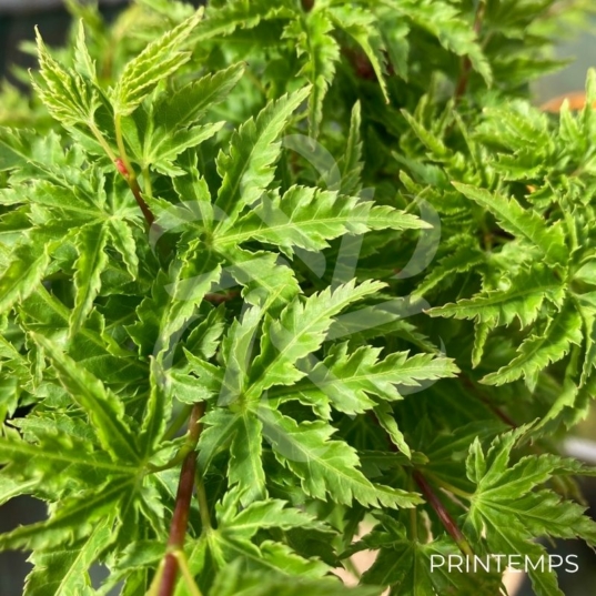 Acer palmatum 'Shishigashira' - Érable du Japon