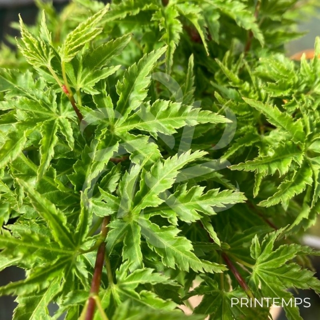 Acer palmatum 'Shishigashira' - Érable du Japon