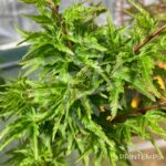 Acer palmatum 'Shishigashira' - Érable du Japon