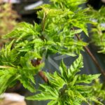 Acer palmatum 'Shishigashira' - Érable du Japon