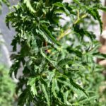 Acer palmatum 'Shishigashira' - Érable du Japon