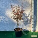 Acer palmatum 'Skeeter's Broom' - Érable du Japon