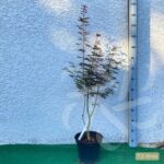 Acer palmatum 'Starfish' - Érable du Japon