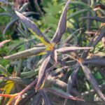 Acer palmatum 'Starfish' - Érable du Japon