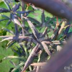 Acer palmatum 'Starfish' - Érable du Japon