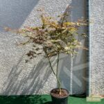 Acer palmatum 'Sumi-nagashi' – Érable du Japon