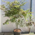 Acer palmatum 'Sumi-nagashi' – Érable du Japon