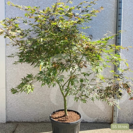 Acer palmatum 'Sumi-nagashi' – Érable du Japon