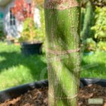 Acer palmatum 'Sumi-nagashi' – Érable du Japon