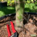 Acer palmatum 'Sumi-nagashi' – Érable du Japon
