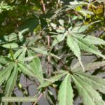 Acer palmatum 'Sumi-nagashi' – Érable du Japon