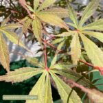 Acer palmatum 'Sumi-nagashi' – Érable du Japon