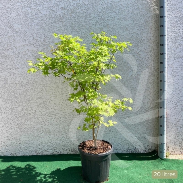 Acer palmatum 'Summer Gold' - Érable du Japon