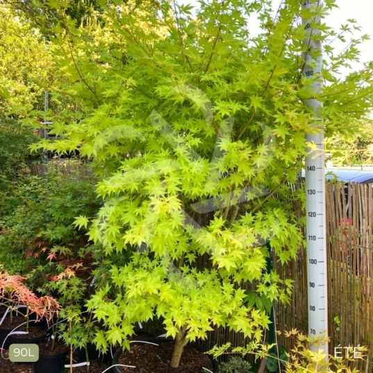 Acer palmatum 'Summer Gold' - Érable du Japon