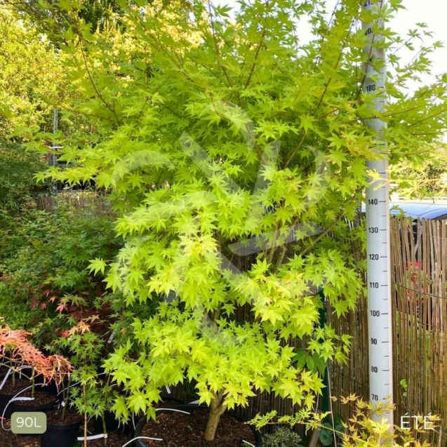 Acer palmatum 'Summer Gold' - Érable du Japon