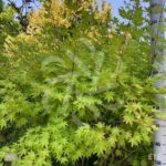 Acer palmatum 'Summer Gold' - Érable du Japon