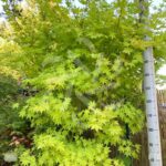 Acer palmatum 'Summer Gold' - Érable du Japon