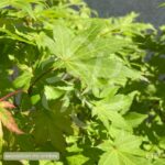Acer palmatum 'Summer Gold' - Érable du Japon