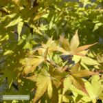 Acer palmatum 'Summer Gold' - Érable du Japon