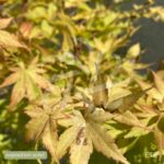 Acer palmatum 'Summer Gold' - Érable du Japon
