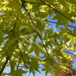Acer palmatum 'Summer Gold' - Érable du Japon