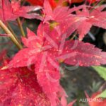 Acer palmatum 'Sunshine' - Érable du Japon