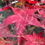 Acer palmatum 'Sunshine' - Érable du Japon