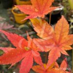Acer palmatum 'Sunshine' - Érable du Japon