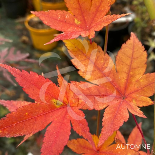 Acer palmatum 'Sunshine' - Érable du Japon