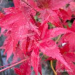 Acer palmatum 'Sunshine' - Érable du Japon
