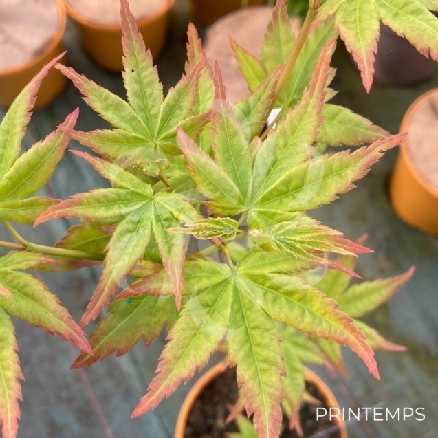 Acer palmatum 'Sunshine' - Érable du Japon