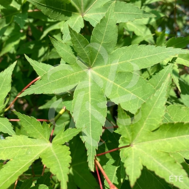 Acer palmatum 'Sunshine' - Érable du Japon
