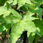 Acer palmatum 'Sunshine' - Érable du Japon