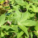 Acer palmatum 'Sunshine' - Érable du Japon