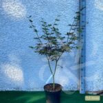 Acer palmatum 'Trompenburg' – Érable du Japon