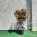 Acer palmatum 'Twombly's Red Sentinel' - Érable du Japon