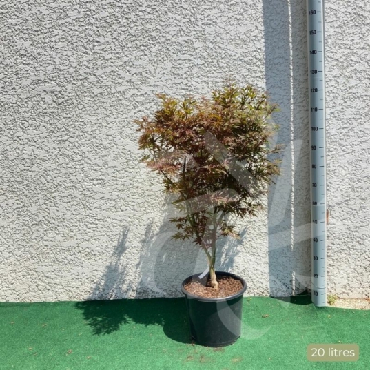 Acer palmatum 'Twombly's Red Sentinel' - Érable du Japon