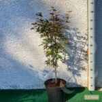 Acer palmatum 'Twombly's Red Sentinel' - Érable du Japon