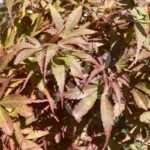 Acer palmatum 'Twombly's Red Sentinel' - Érable du Japon