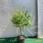 Acer palmatum 'Wilson's Pink Dwarf' - Érable du Japon